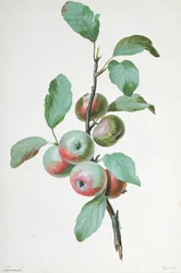 Appels